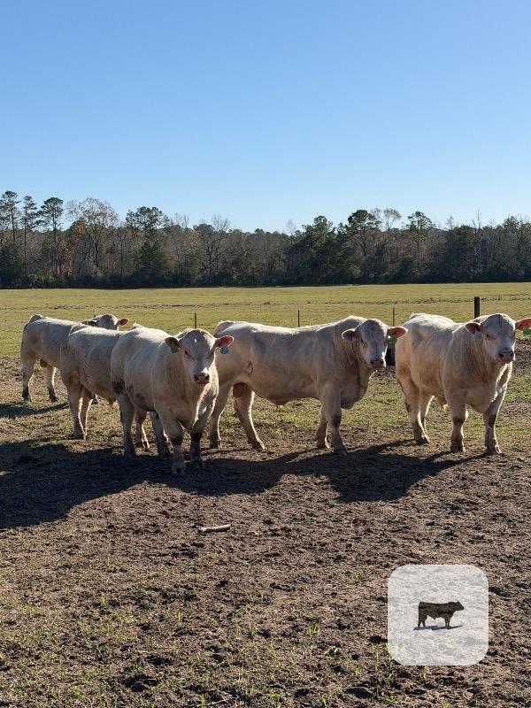 Cattle Range Listing Photo
