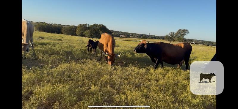 Cattle Range Listing Photo