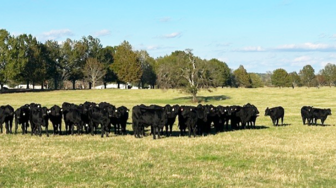 Cattle Range Listing Photo