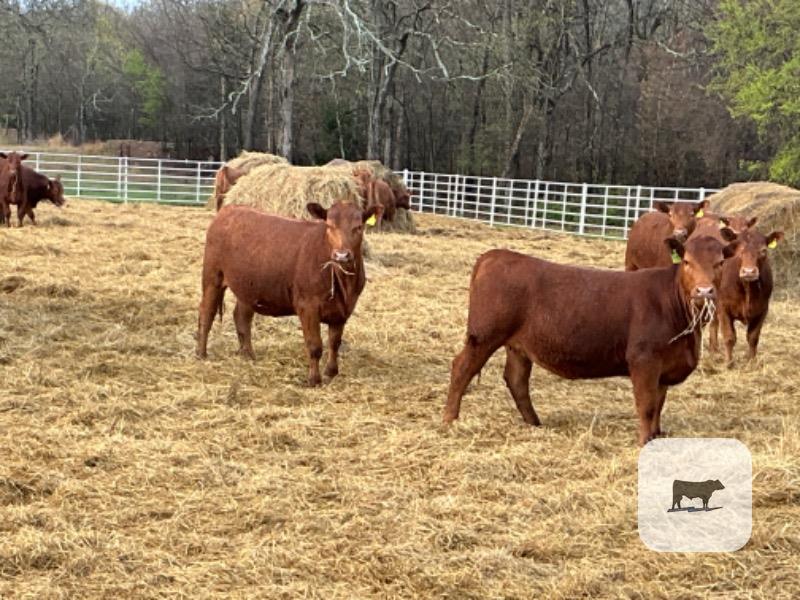 Cattle Range Listing Photo