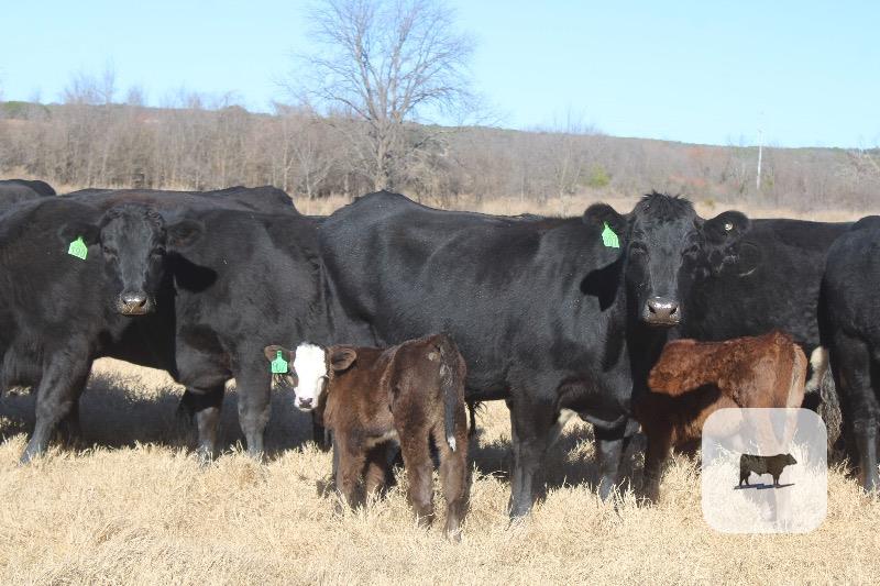 Cattle Range Listing Photo