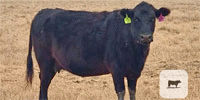 49 Angus, Angus Cross, Charolais Cross & Crossbred Cows w/ 1+ Calves... Central TX