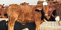 80 Red Crossbred Bred Heifers... Southwest AR