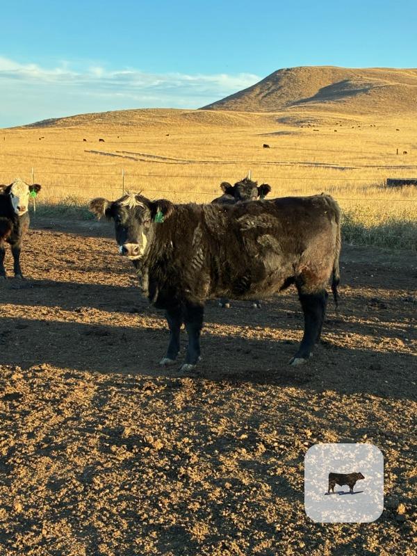 Cattle Range Listing Photo