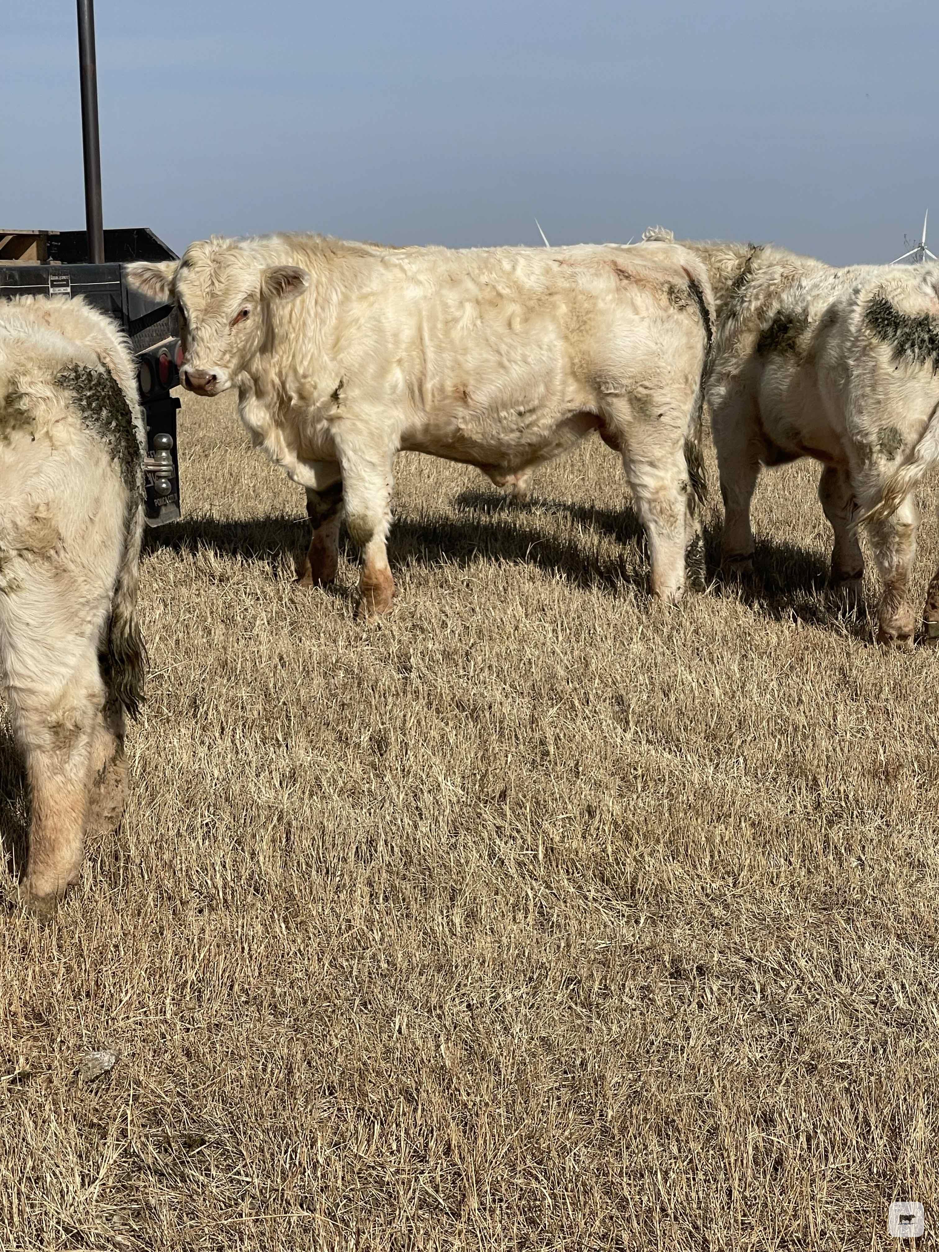 Cattle Range Listing Photo