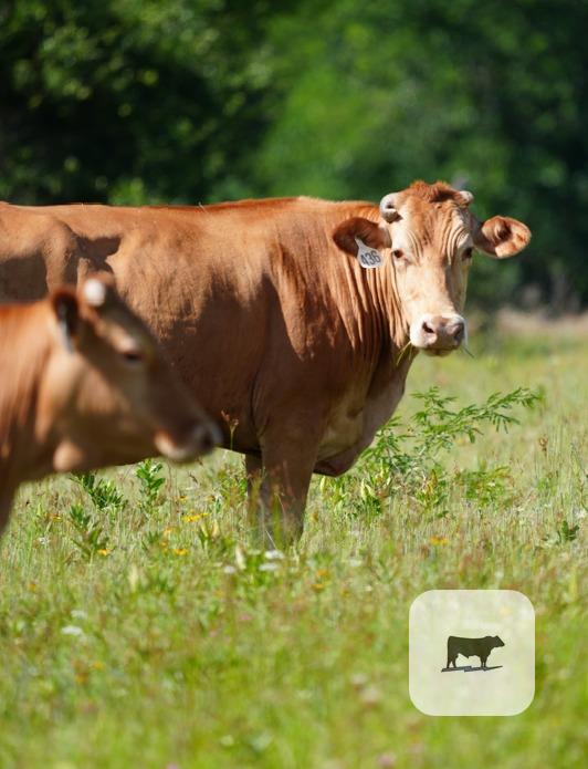 Cattle Range Listing Photo