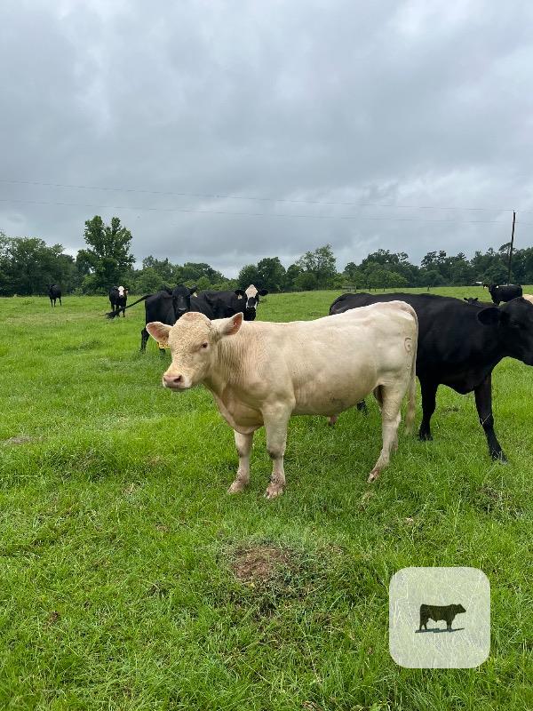 Cattle Range Listing Photo