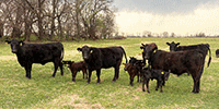 15 Angus & Black Baldy 1st-Calf Pairs... Southwest MO
