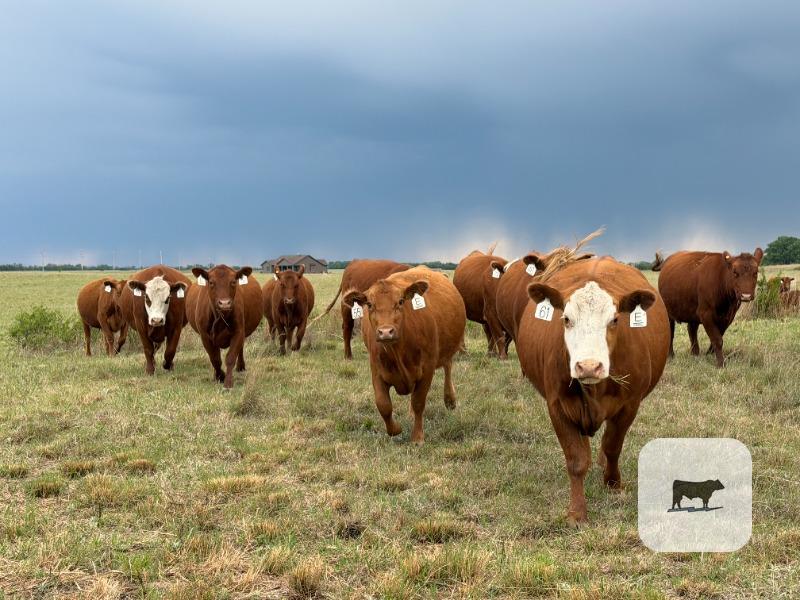 Cattle Range Listing Photo