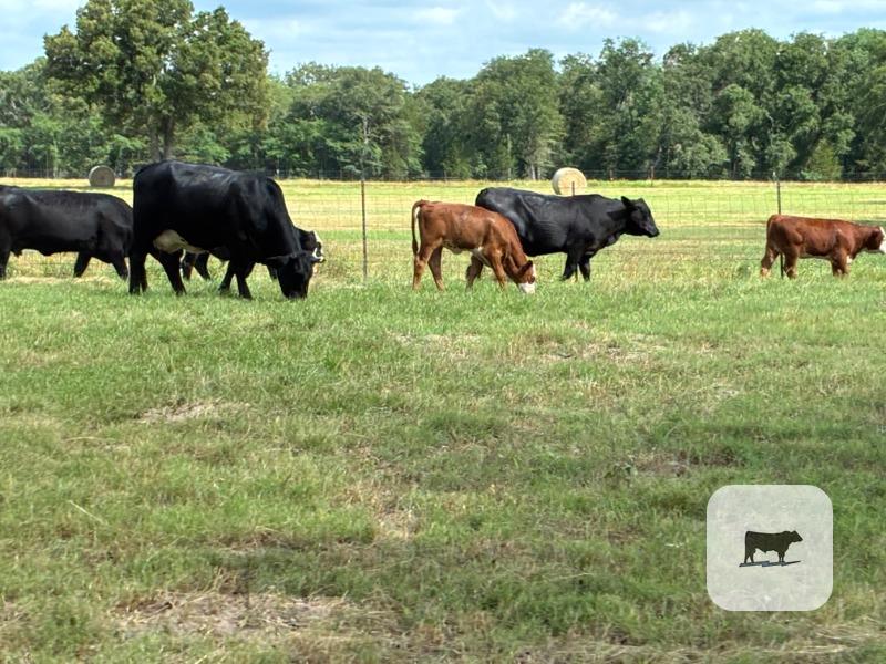 Cattle Range Listing Photo