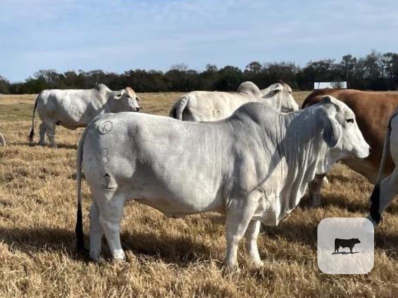 Cattle Range Listing Photo