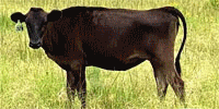 4 Reg. Wagyu Rep. Heifers... Southwest LA