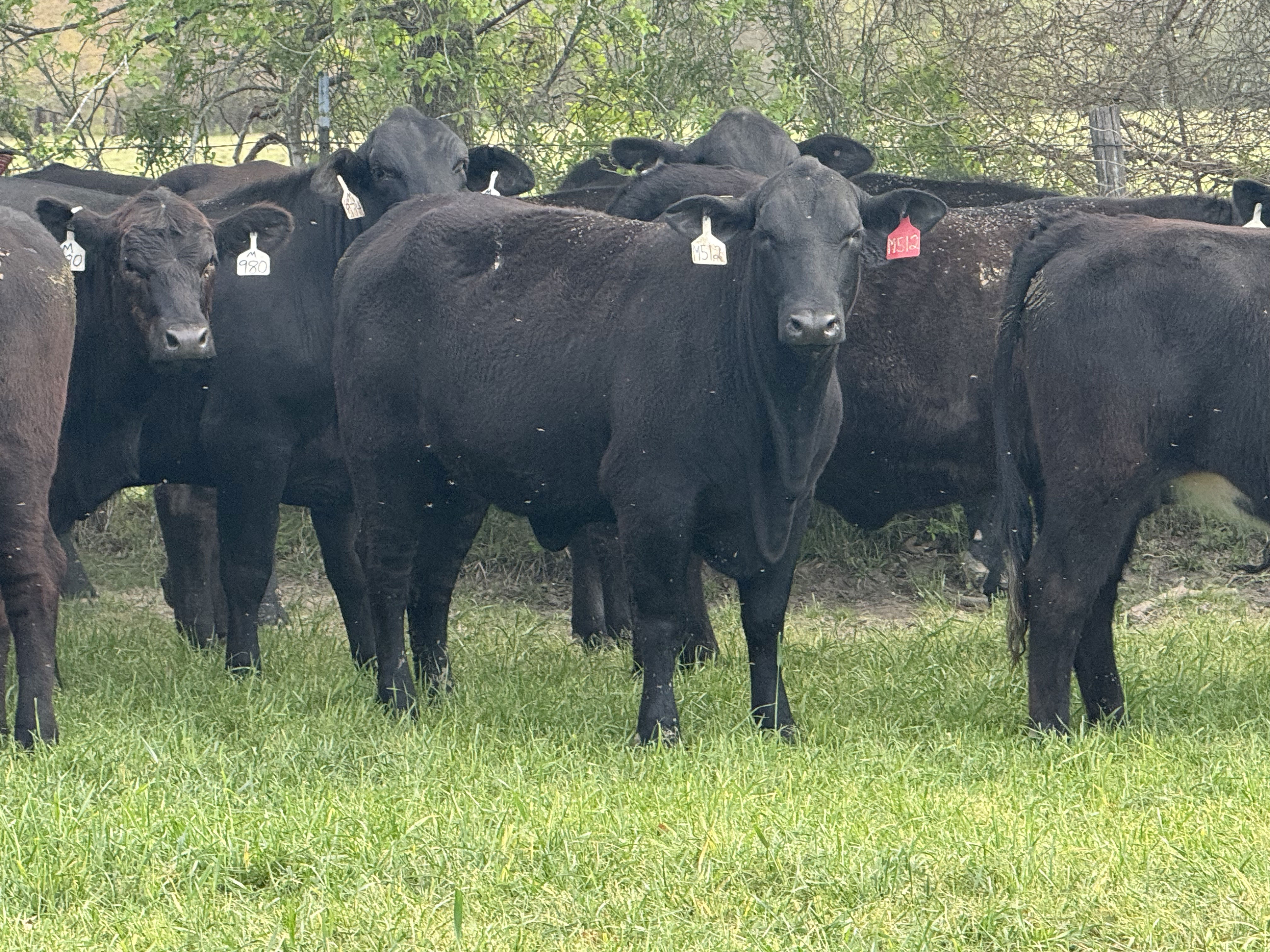 Cattle Range Listing Photo