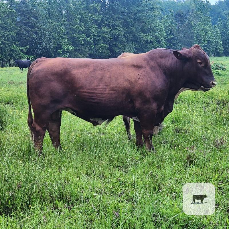 Cattle Range Listing Photo