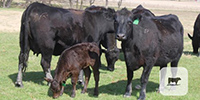 10 Angus Plus Bred Heifers w/ 7+ Calves... Central TX