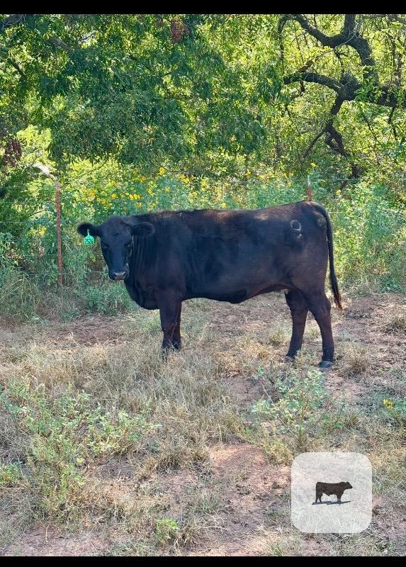 Cattle Range Listing Photo