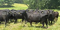 42 Angus & BWF Cows... Southwest MO