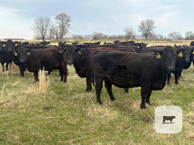 Cattle Range Listing Photo