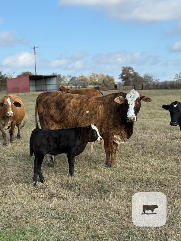 Cattle Range Listing Photo