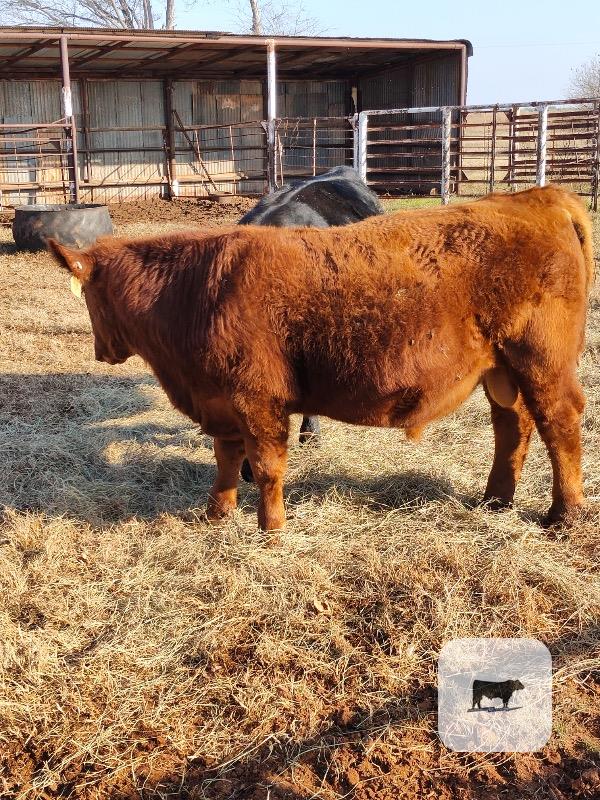 Cattle Range Listing Photo