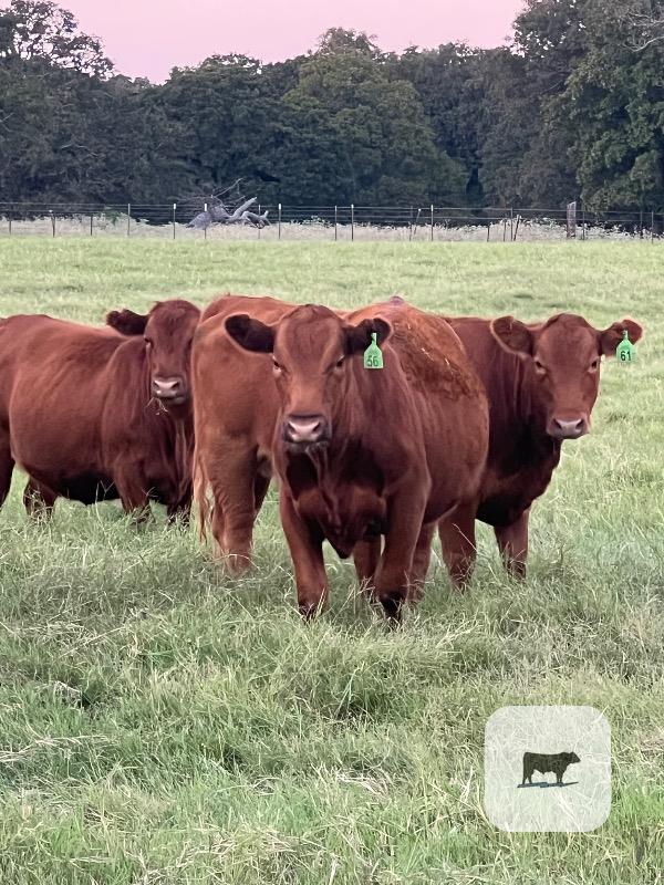 Cattle Range Listing Photo