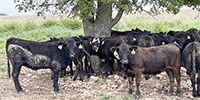 80 Angus & BWF Rep. Heifers... Southwest MO
