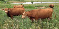 6 Akaushi & Red Angus/Akaushi Bulls... North TX