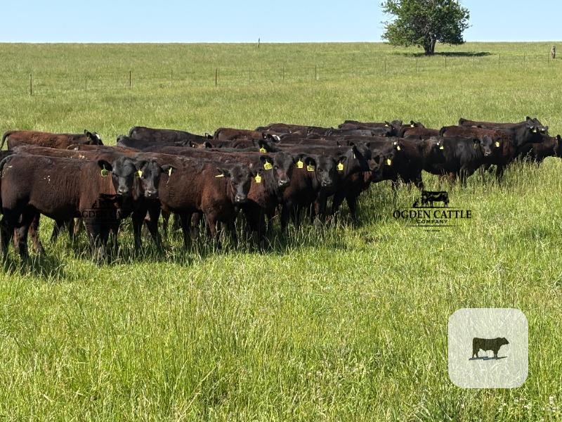 Cattle Range Listing Photo