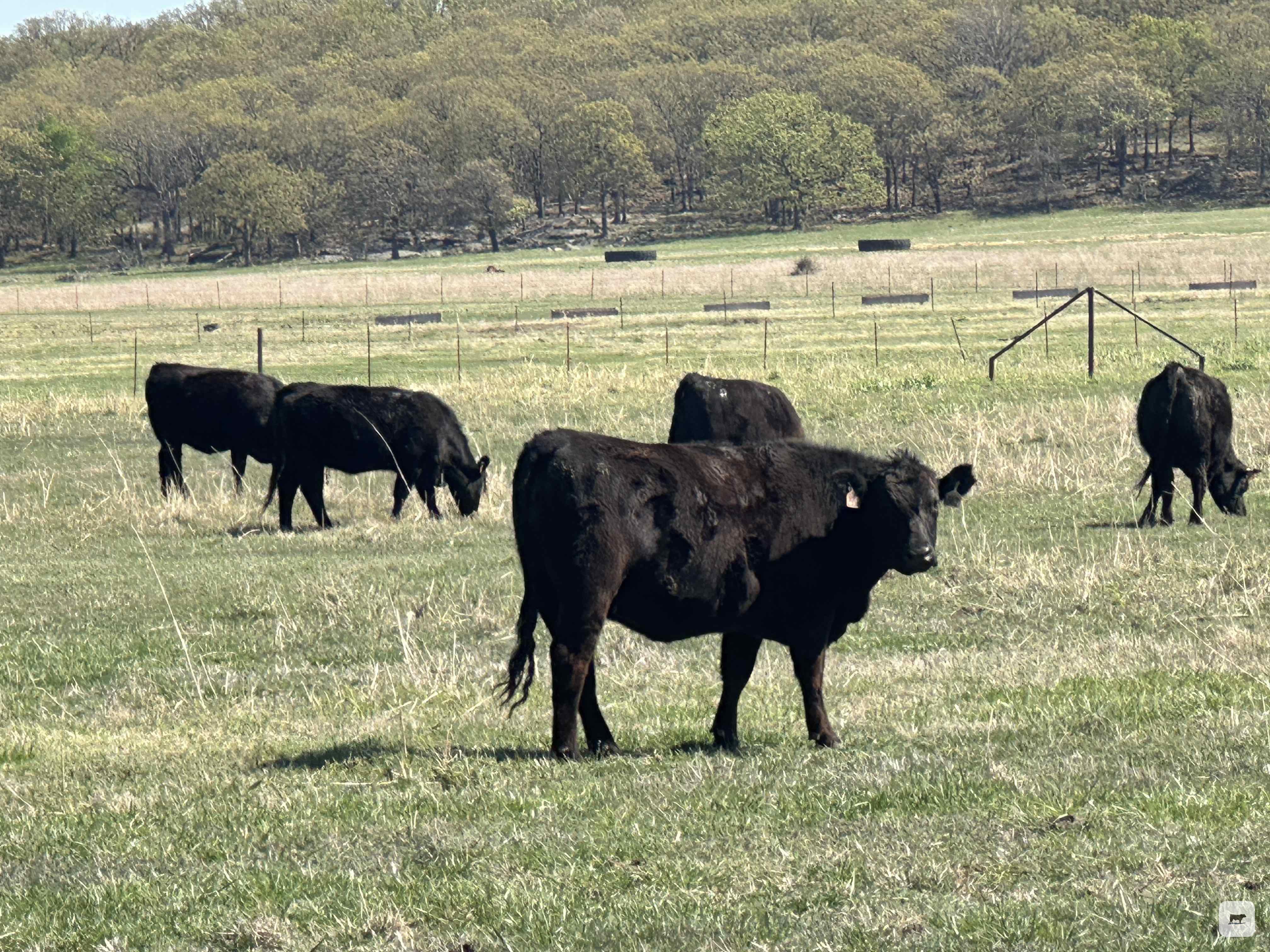 Cattle Range Listing Photo