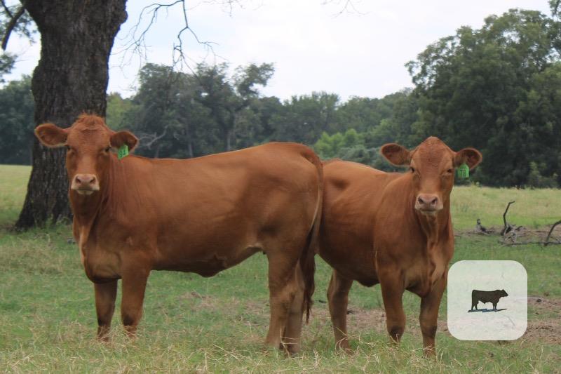 Cattle Range Listing Photo