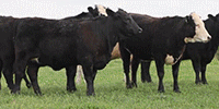 27 Angus & BWF Bred Heifers... Southwest MO