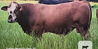 1 Reg. Beefmaster Bull... East TX