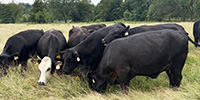 50 Angus Plus & BWF Cows... Northeast TX