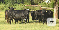 45 Angus & BWF Cows... Central TX