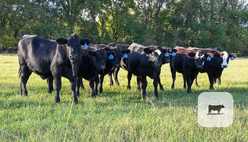 Cattle Range Listing Photo