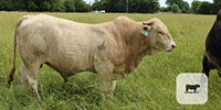 2 Reg. Charbray Bulls... Southwest MO