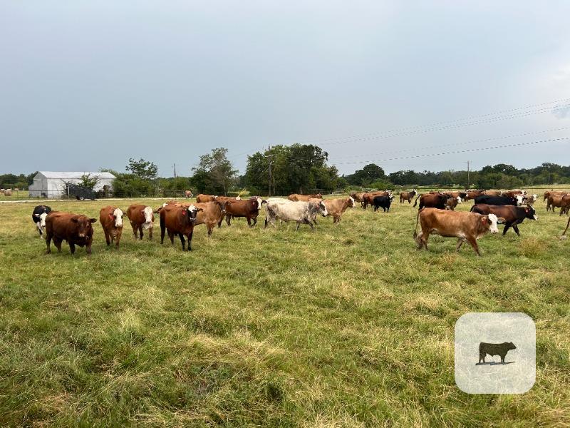 Cattle Range Listing Photo