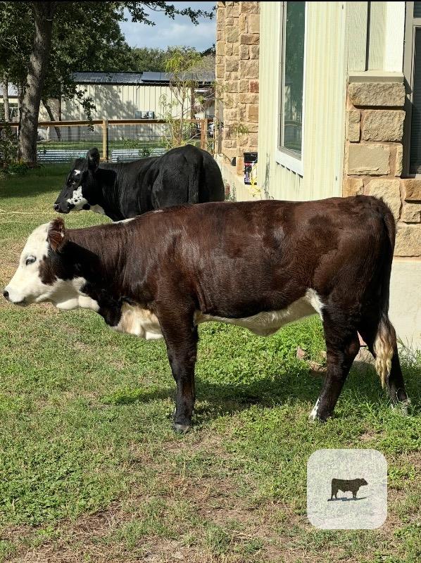 Cattle Range Listing Photo