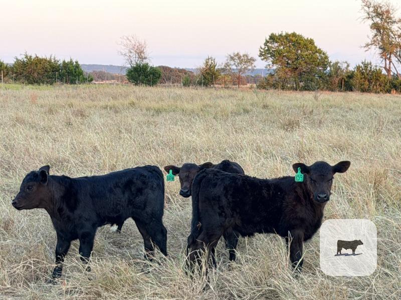 Cattle Range Listing Photo 4