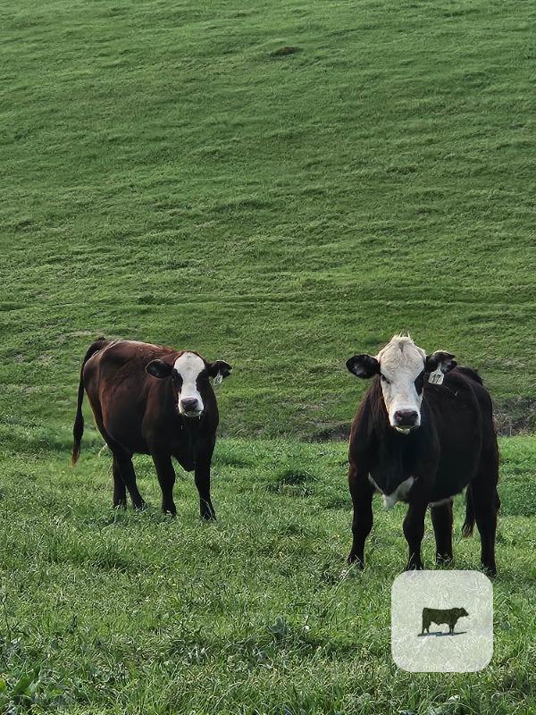 Cattle Range Listing Photo