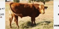 1 Reg. Fullblood Red Wagyu Bull... Southwest OK