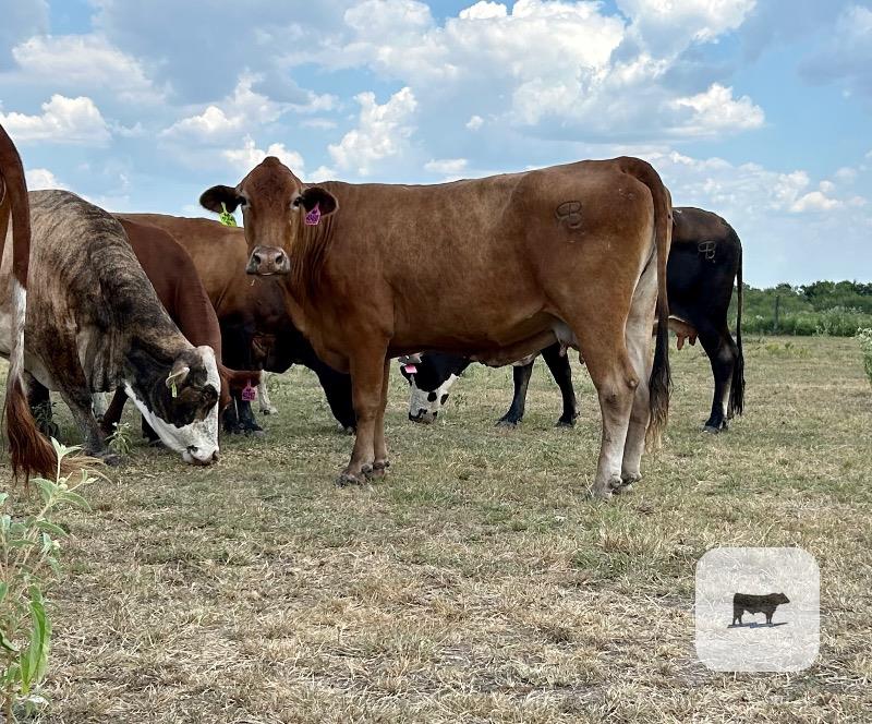 Cattle Range Listing Photo