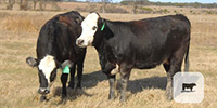 14 Brangus Baldy Bred Heifers w/ 3+ Calves... Central TX