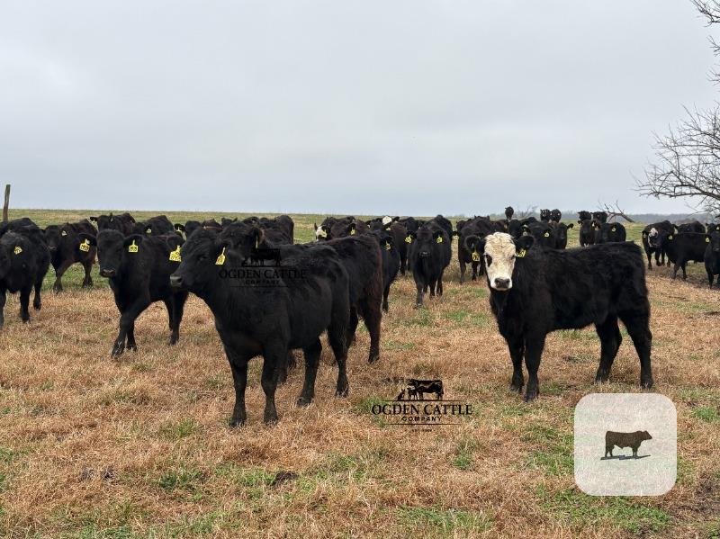 Cattle Range Listing Photo