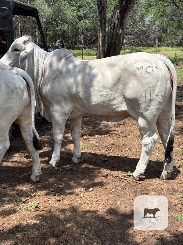 Cattle Range Listing Photo