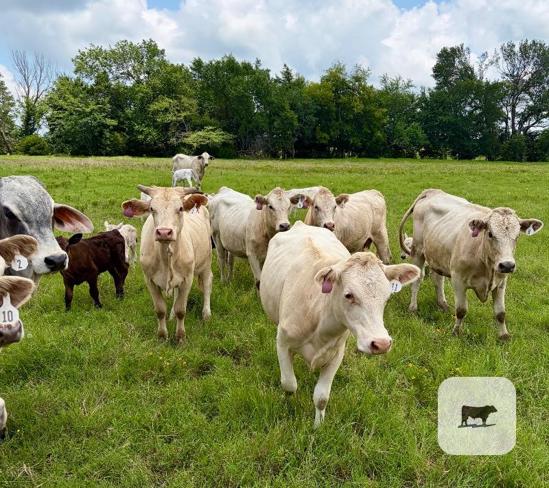 Cattle Range Listing Photo