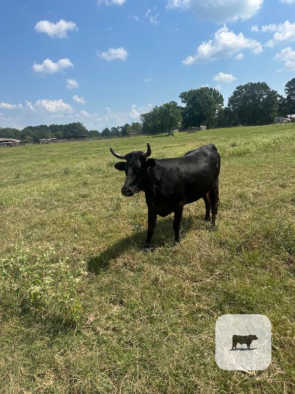Cattle Range Listing Photo