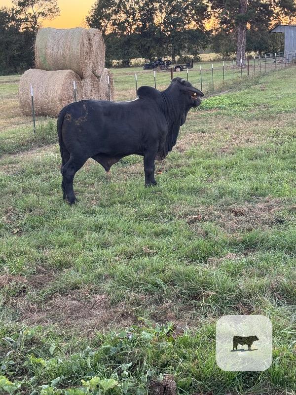 Cattle Range Listing Photo