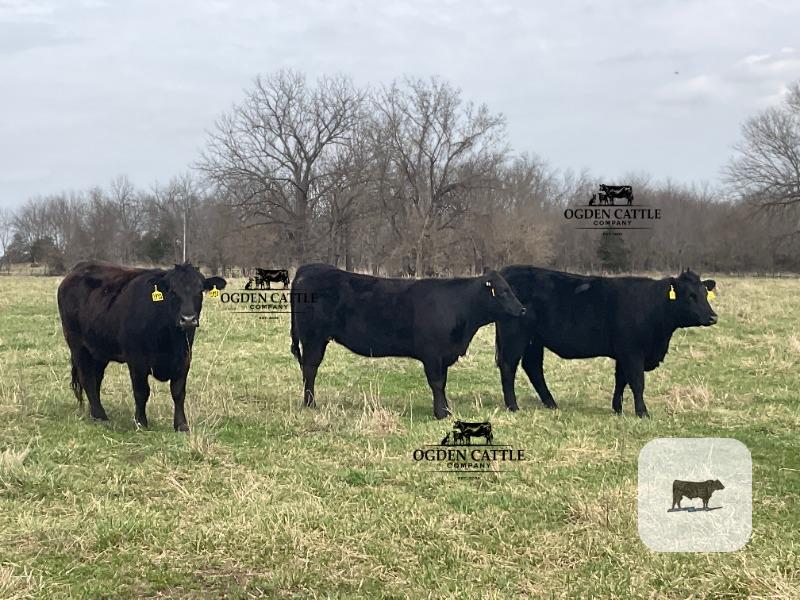 Cattle Range Listing Photo