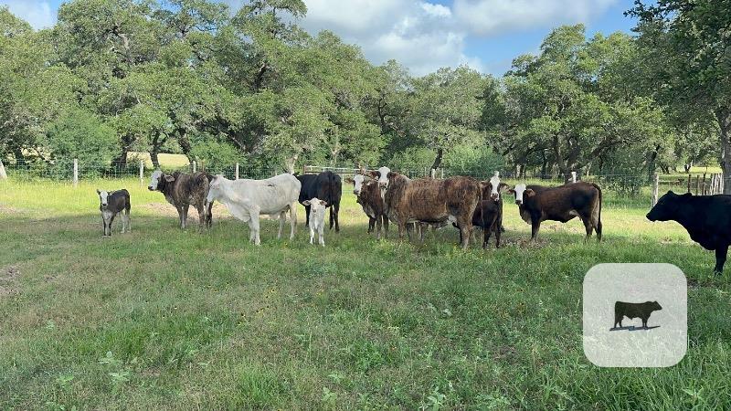 Cattle Range Listing Photo